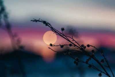 Close-up of silhouette plant against sky at sunset