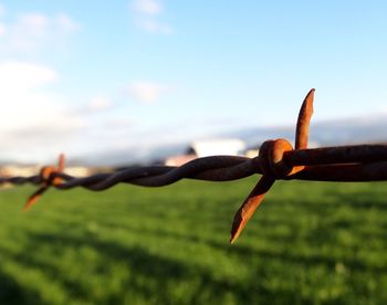 Close-up of barbed wire fence