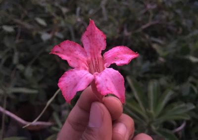 Close-up of hand holding pink flower