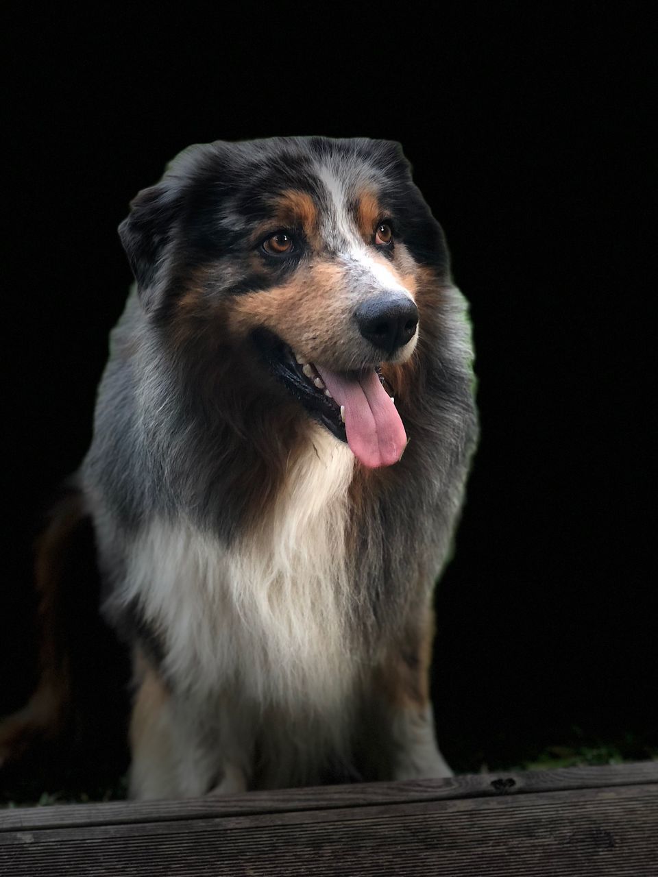 CLOSE-UP OF DOG LOOKING AWAY OUTDOORS