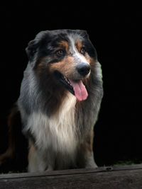 Close-up of dog looking away