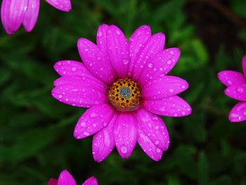 Close-up of water drops on pink flower