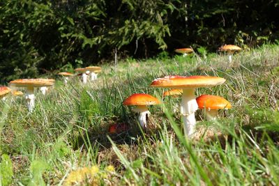 Close-up of mushroom growing in forest