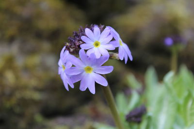 Close-up of insect on purple flowering plant