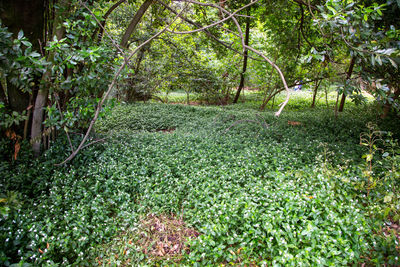 Scenic view of forest