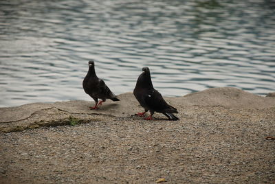 Birds perching on a rock