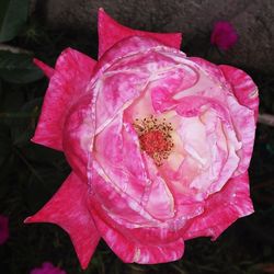 Close-up of pink rose