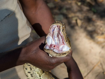 Close-up of man holding head of rock python, zambia, africa