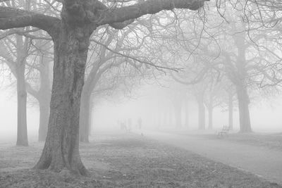 Trees in forest