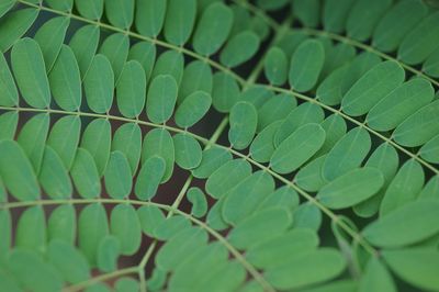 Full frame shot of green plant