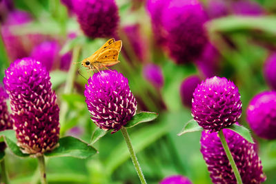 Close-up of honey bee on purple flower