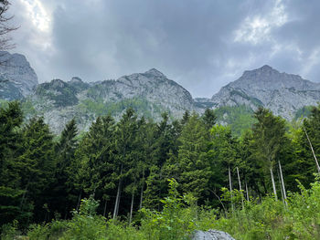 Scenic view of trees and mountains against sky