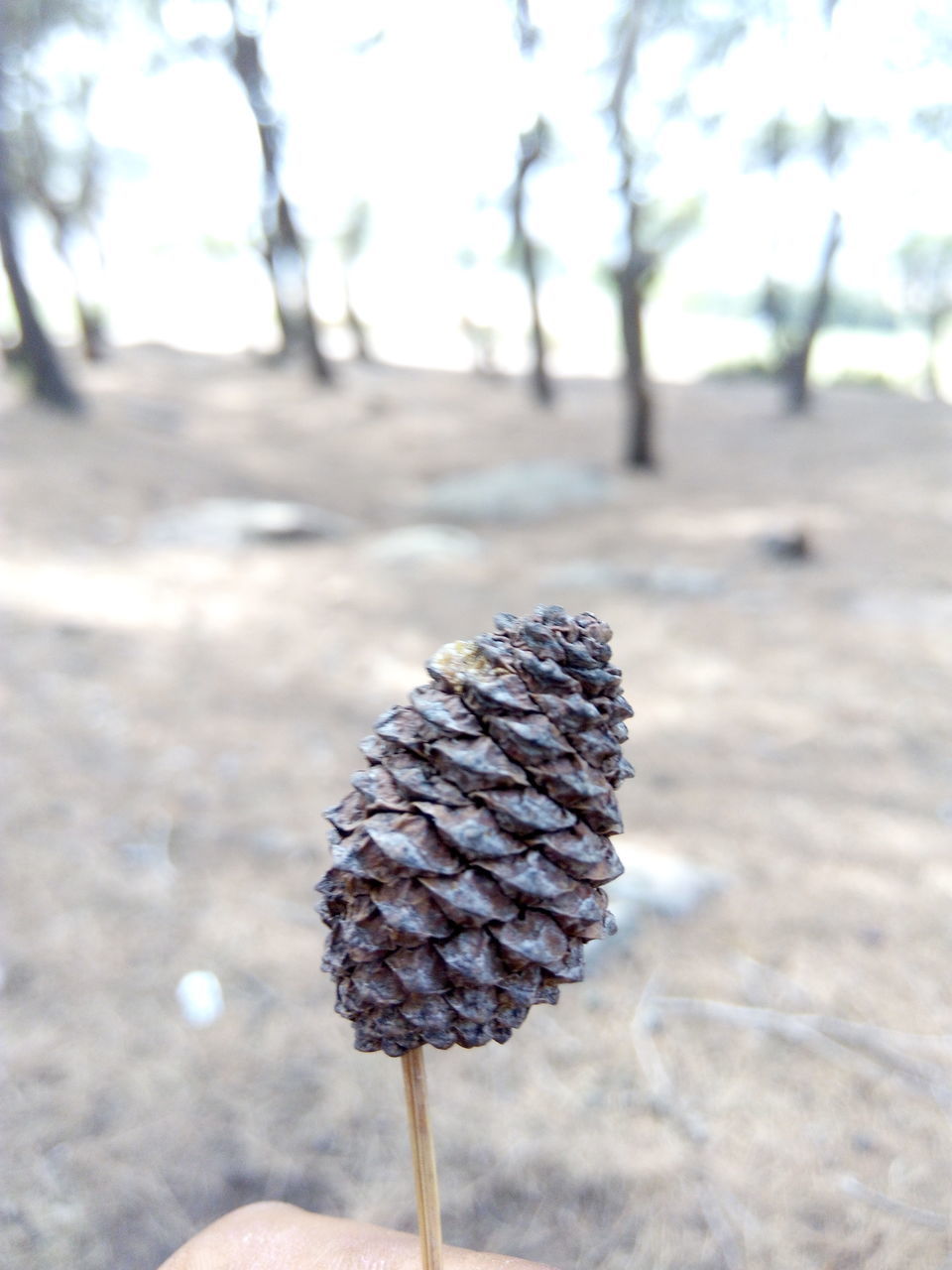 CLOSE-UP OF WHITE FLOWER ON SNOW