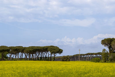 Scenic view of field against sky