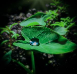 Close-up of wet leaf