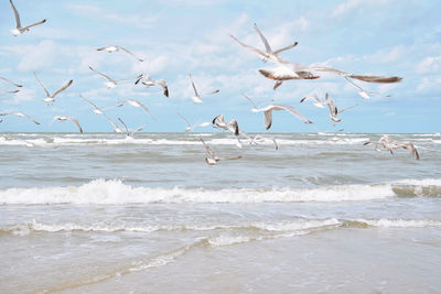 Seagulls flying over beach against sky