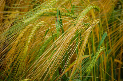 Close-up of wheat crops