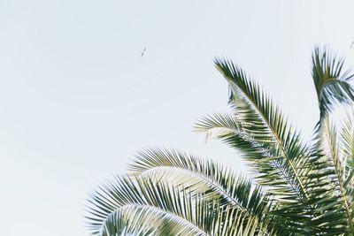 Low angle view of palm trees against sky