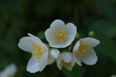 Close-up of white flowers blooming outdoors