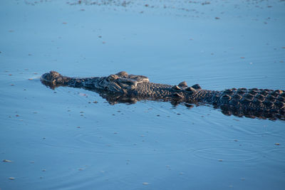 Crocodile in the wild