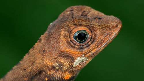 Close-up of a lizard