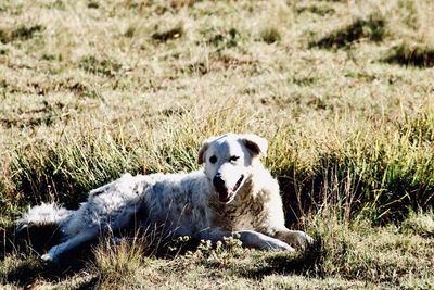 Dog resting on a field