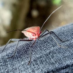 Close-up of insect