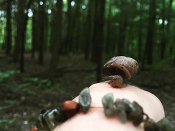 Close-up of tortoise on tree in forest