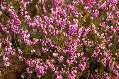 Close-up of pink flowering plants