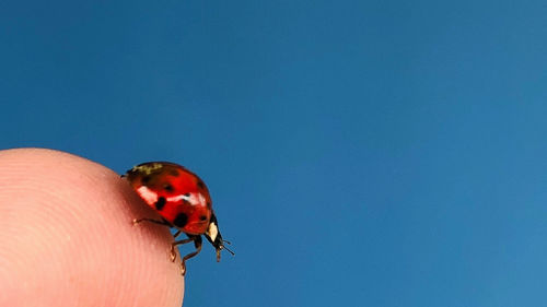 Close-up of ladybug on hand