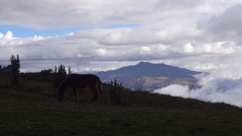 Horses grazing on field against cloudy sky