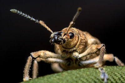 Close-up of spider