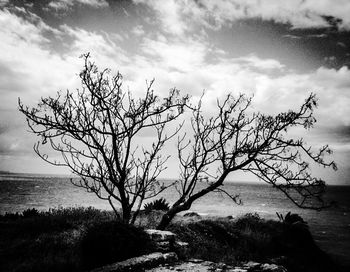 Silhouette of trees against cloudy sky