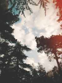 Low angle view of trees against sky