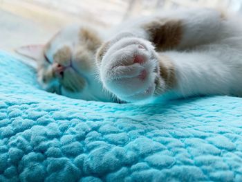 Close-up of cat sleeping on bed