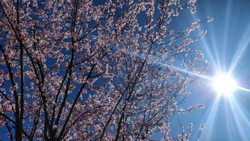 Low angle view of flower tree against blue sky