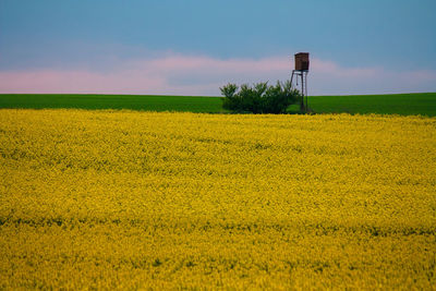 Scenic view of oilseed rape field against sky