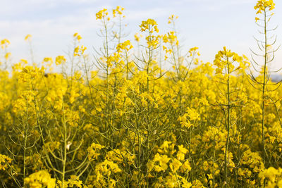 Yellow flowering plants on field against sky