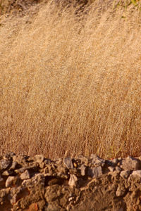 Full frame shot of wheat field