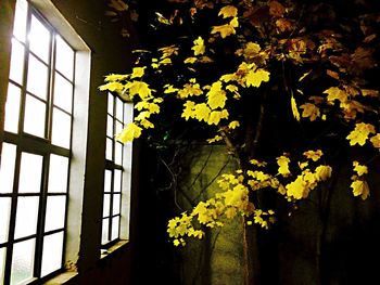 Yellow flowers in backyard