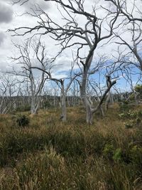 View of bare trees on field against sky