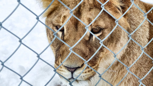 Close-up of dog outdoors