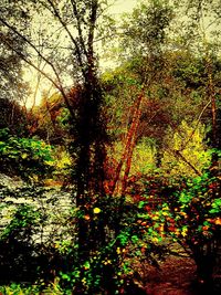 Trees growing on branch