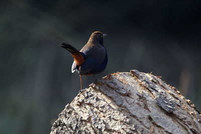 Close-up of bird perching on rock