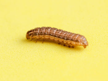 Close-up of insect on yellow background