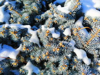 Close-up of snow covered pine tree