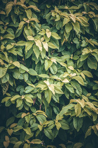 Full frame shot of leaves