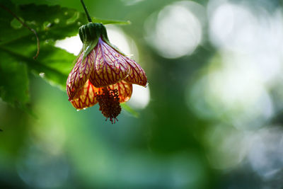 Close-up of insect on red flower