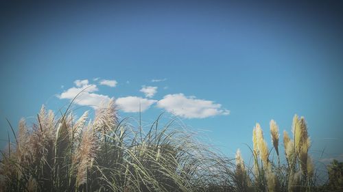 Low angle view of trees against blue sky