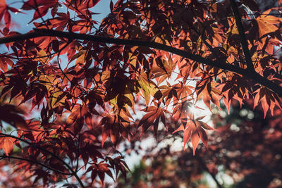 Close-up of maple leaves on tree